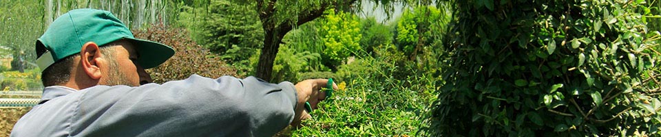 طراحی و اجرای فضای سبز