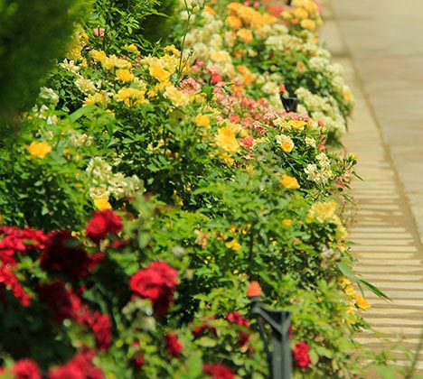 طراحی و اجرای فضای سبز