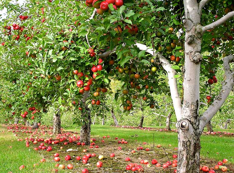 روش های کود دهی