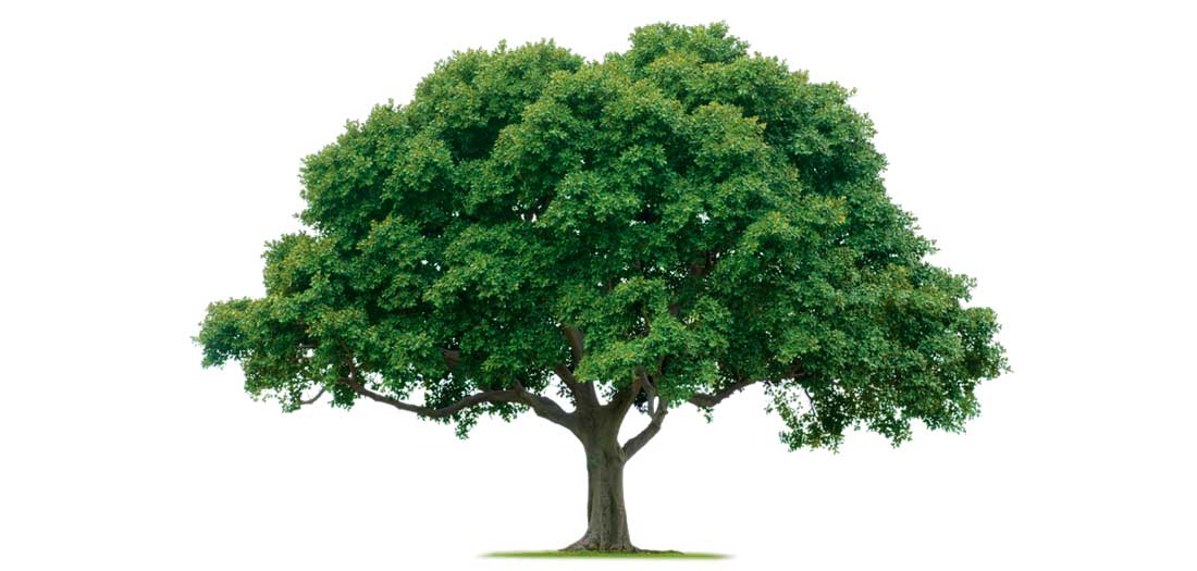 باغچه ارگانیک